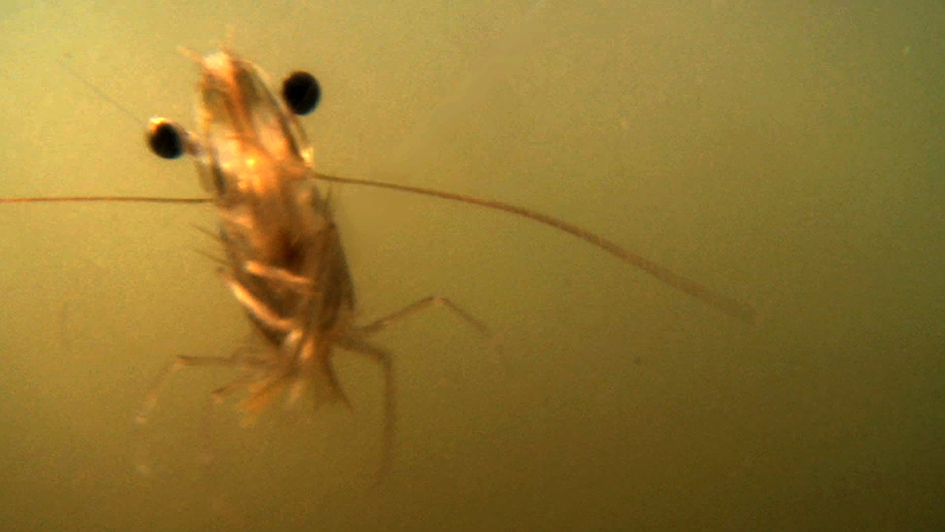 The Shrimp