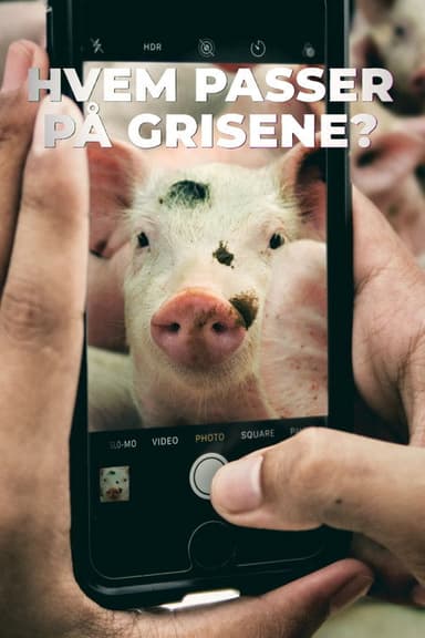 Hvem passer på grisene?