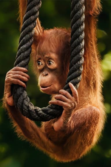 Wild Life - Orangutans