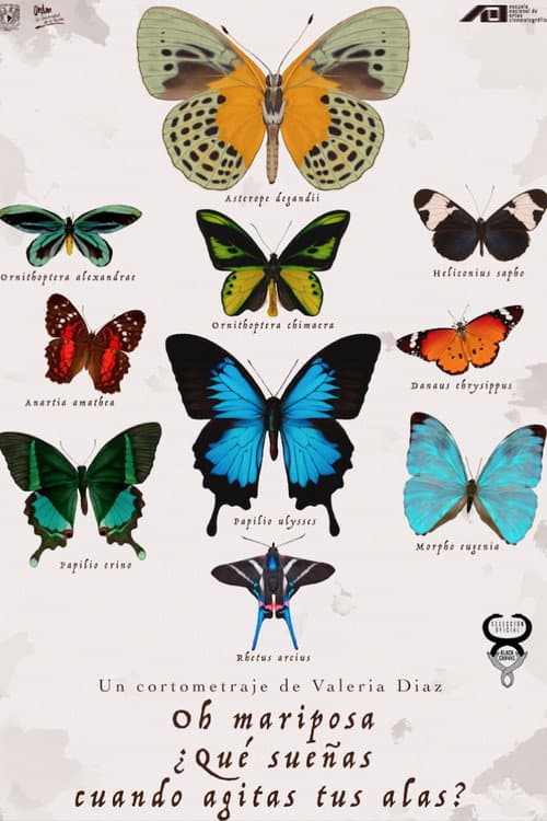Oh Butterfly, What Do You Dream of When You Flap Your Wings?