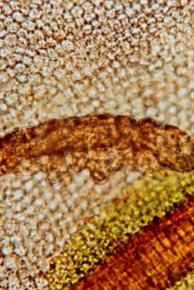 Tardigrada