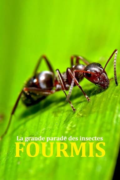 Fabulous Insects - Ants